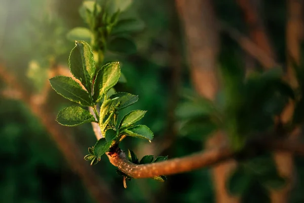 Lindas folhas frescas — Fotografia de Stock