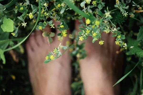 Green grass and yellow flowers Stock Photo