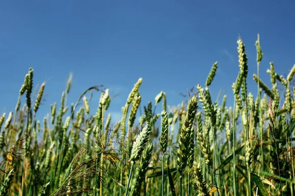 Field of rye or wheat and blue sky Royalty Free Stock Photos