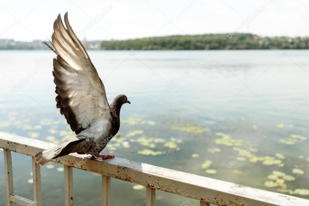 beautiful pigeon spreading wings 
