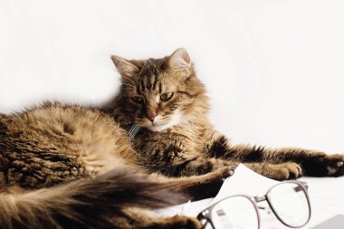 masada oturan sevimli kedi 