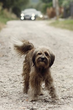 Sevimli küçük gri sokak köpeği 