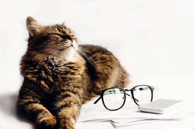 oturma sevimli kedi uyku