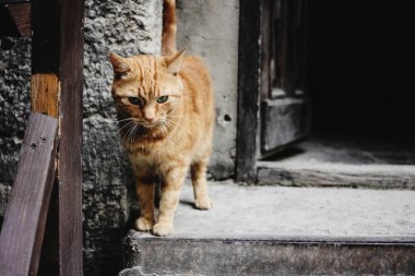 şirin zencefil kedi ayakta