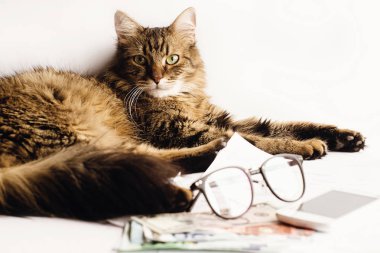 masada oturan sevimli kedi 