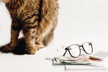 masada oturan sevimli kedi 