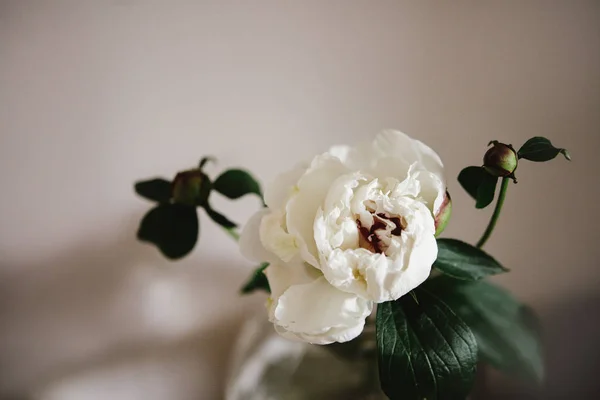 Grandi bei fiori di peonia bianca — Foto Stock