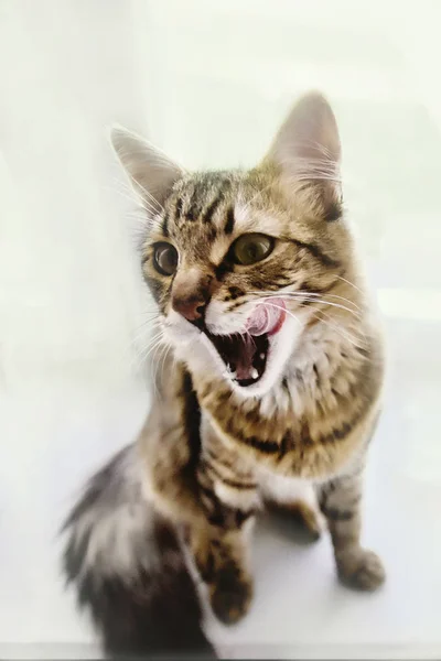 Cat licking with funny emotions — Stock Photo, Image