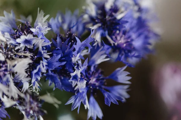 ดอกข้าวโพดสีฟ้าที่น่าทึ่ง — ภาพถ่ายสต็อก