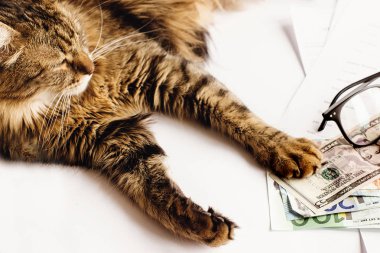 masada oturan sevimli kedi 