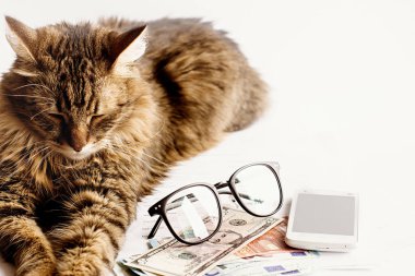 oturma sevimli kedi uyku