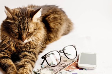 oturma sevimli kedi uyku