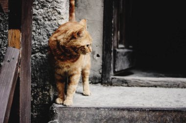 şirin zencefil kedi ayakta