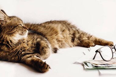 masada oturan sevimli kedi 