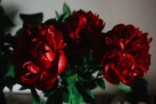 Peonías rojas hermosas grandes — Foto de Stock