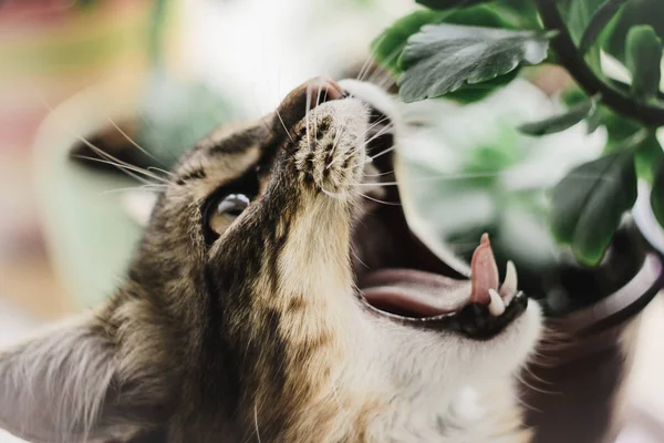 Gato bonito bocejo — Fotografia de Stock