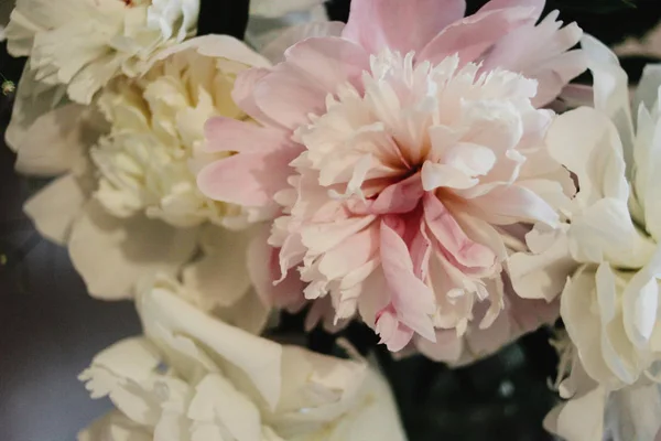 Belle peonie rosa e bianche — Foto Stock