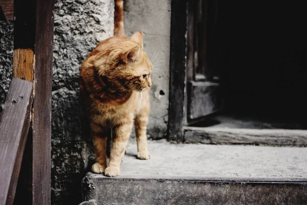 Şirin zencefil kedi ayakta — Stok fotoğraf