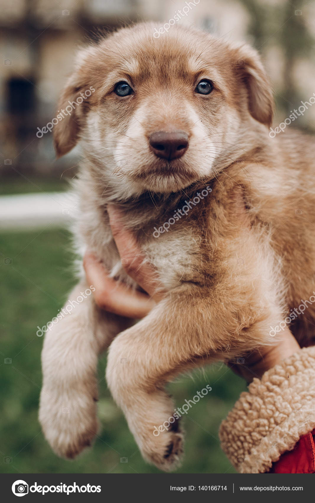 女性で驚くほど青い目をしたかわいい茶色の子犬の手 Ba ストック写真 C Sonyachny