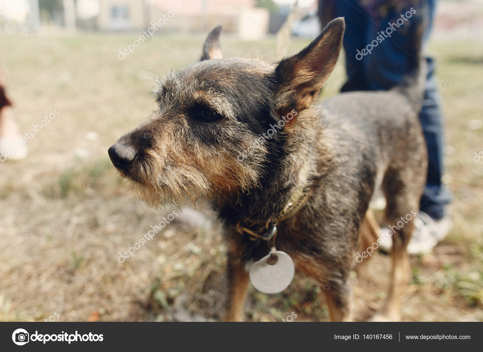 Chien Du Refuge Notion Dadoption Photographie Sonyachny