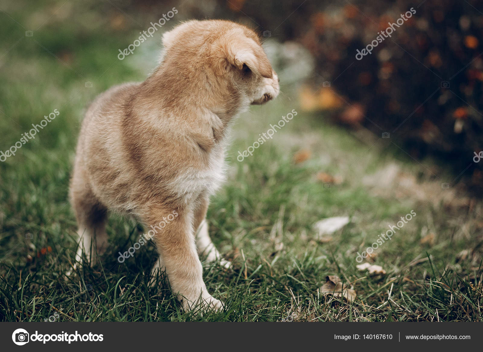 Aut の背景に驚くほど青い目をしたかわいい茶色の子犬 ストック写真 C Sonyachny Aut の背景に驚くほど青い目をしたかわいい茶色の子犬 ストック写真 C Sonyachny