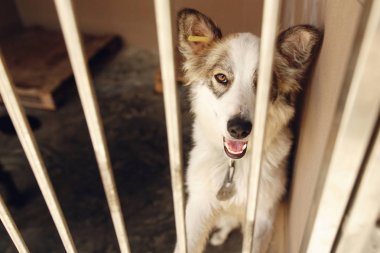  pozitif köpek barınak kafeste arıyorsunuz