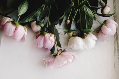 güzel Şakayık pembe çiçekler