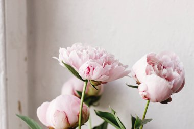 güzel Şakayık pembe ve beyaz çiçekler 