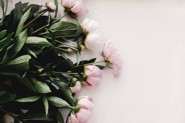 güzel Şakayık pembe çiçekler 