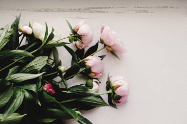 güzel Şakayık pembe çiçekler 