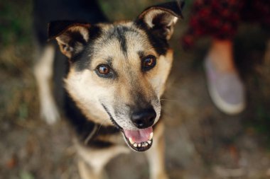 köpek--dan sığınak, evlat edinmek kavramı