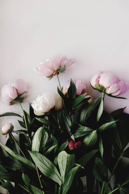 güzel Şakayık pembe çiçekler
