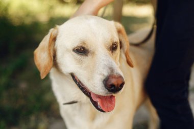 köpek--dan sığınak, evlat edinmek kavramı