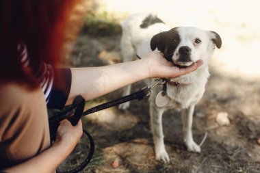 köpek--dan sığınak, evlat edinmek kavramı