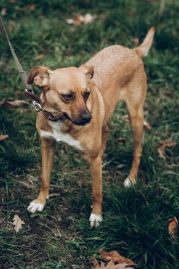 oynayan kahverengi köpek 