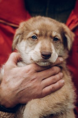 sevimli kahverengi köpek