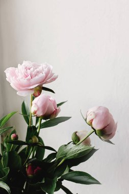 güzel Şakayık pembe ve beyaz çiçekler 