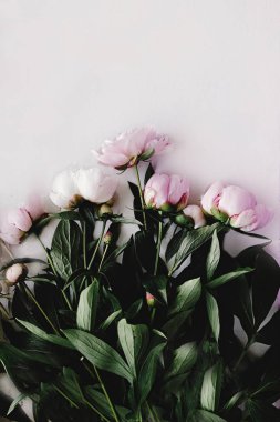 güzel Şakayık pembe çiçekler