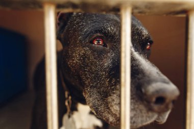 şirin pitbul köpek barınağı kafeste