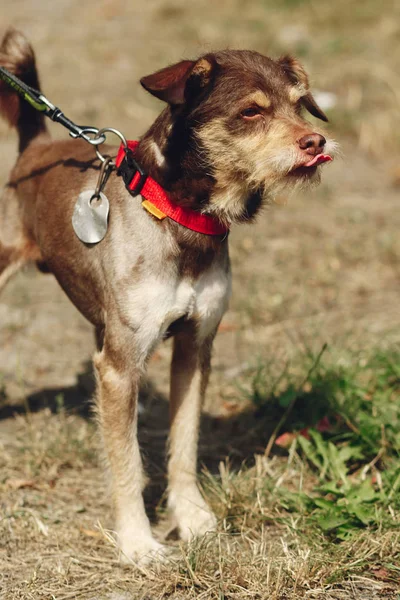 köpek--dan sığınak, evlat edinmek kavramı