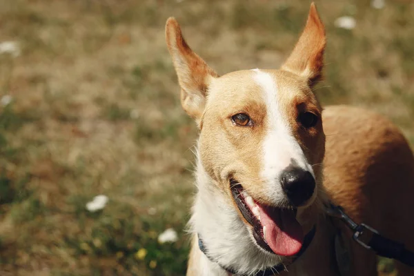 Dog from shelter, adoption concept — Stock Photo, Image