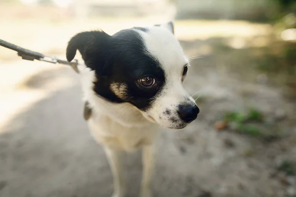Cão de abrigo, conceito de adoção — Fotografia de Stock