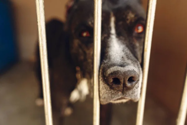 Netter Pitbull-Hund im Tierheim-Käfig — Stockfoto