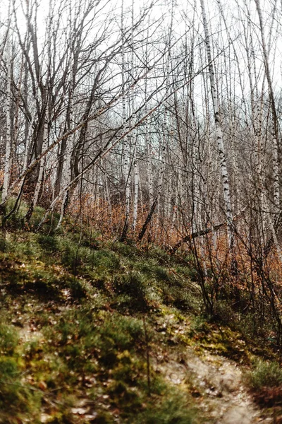 Úžasný výhled na krásné lesy — Stock fotografie