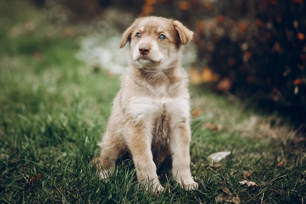 inanılmaz kahverengi köpek yavrusu 