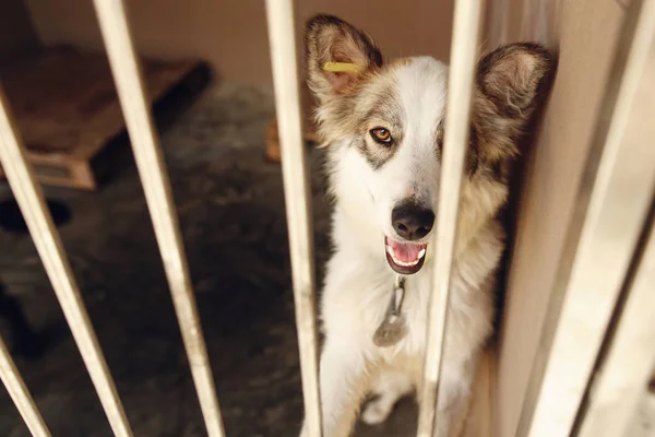 positive dog looking in  shelter cage