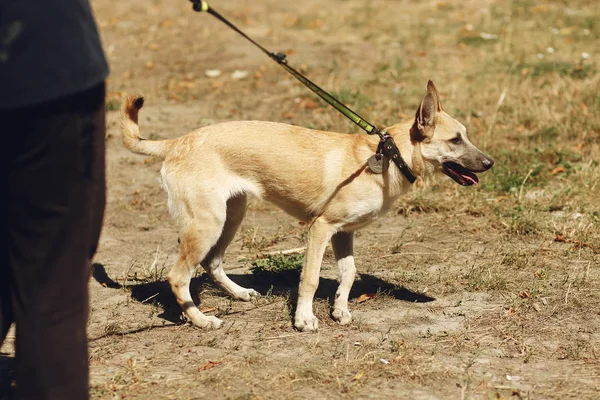 Большая коричневая положительная собака из приюта — стоковое фото