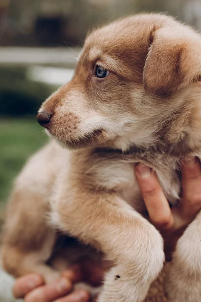 Kadın inanılmaz mavi gözlü çok güzel kahverengi köpek yavrusu ba üzerinde eller — Stok fotoğraf