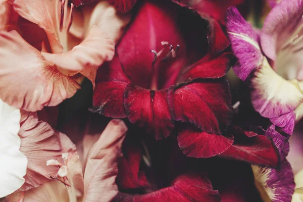 Bunga gladiolus yang indah — Stok Foto