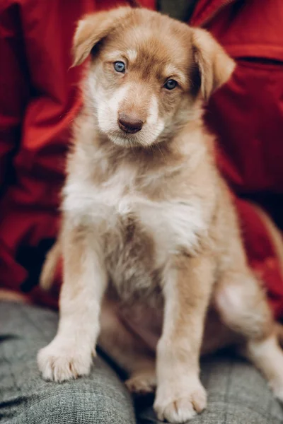 Kadın bacak üzerinde oturan şaşırtıcı mavi gözlü çok güzel kahverengi köpek yavrusu — Stok fotoğraf